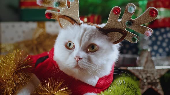 Portrait of Fluffy White Cat in Christmas Decoration  Deer Horns and Santa Claus Costume alt