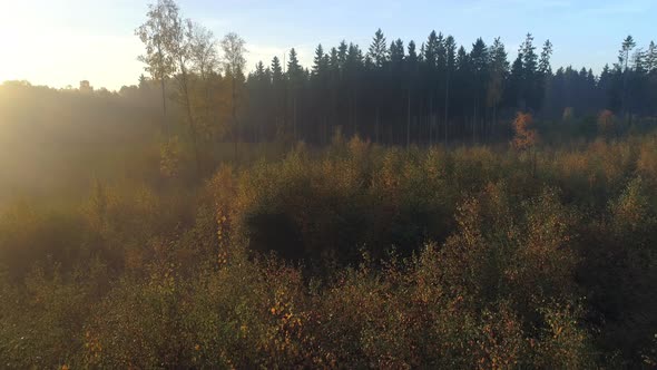 Drone Shot Flying Over Foggy Autumn Birch Tree Forest