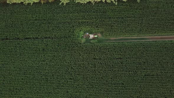 Aerial top down shot flying up of a crawler in a green wheat field. Tordera, Spain. alt