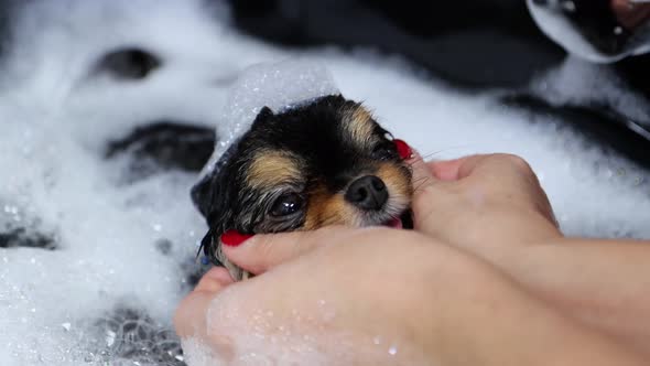 Lux Hot Bath with Spitz at Pro Groomers