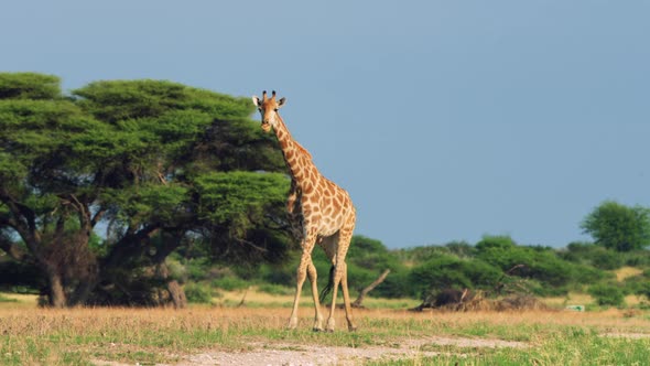 Lone Giraffe Stepping Across Savannah And Bushes In The Central Kalahari Game Reserve In Botswana. S alt