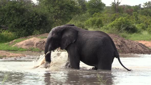 An elephant playfully shakes and splashes as it walks through water in South Africa. alt