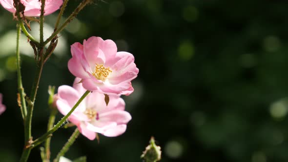 Beautiful pink Rosa spring decorative flower shallow DOF 3840X2160 UltraHD footage - Close-up of min alt