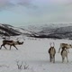 Aerial view of of reindeers in Tromso region, Northern Norway, Arctic - VideoHive Item for Sale