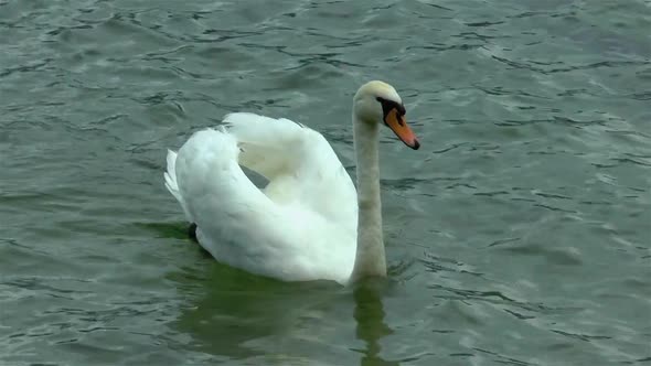 Swan swimming and feeding in a lake.