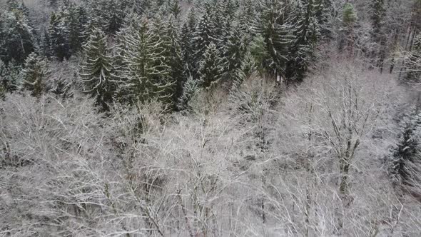 Aerial shot of a snow covered conifer forest. Birds eye view of a snow covered forest.