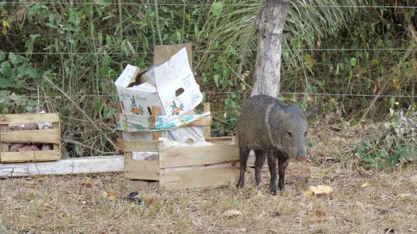 Wild animal using rescue area and eating fruit in Pantanal during wildfire, work by brave volunteers alt