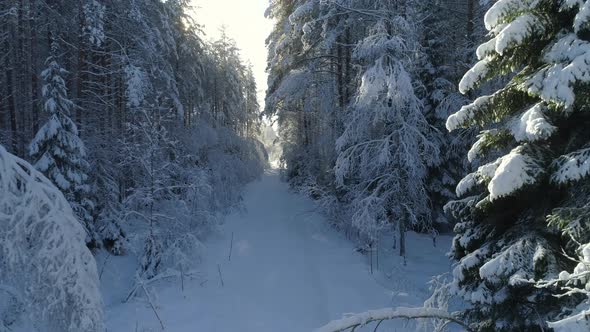 Forest in Winter alt
