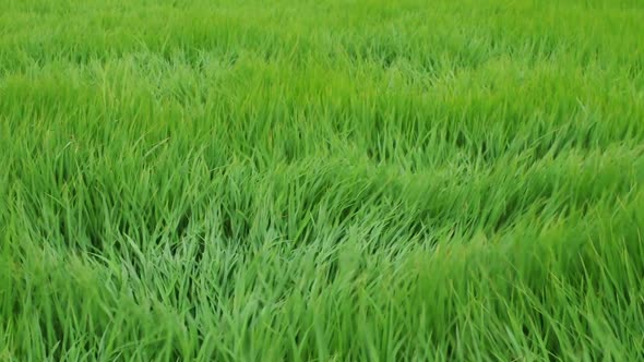 Green rice fields that are swaying.