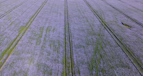 Aerial View of Lavender Fields