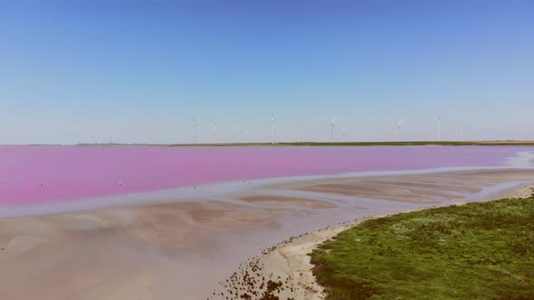 Contemporary Wind Farm and Various Birds Over Pink Lake