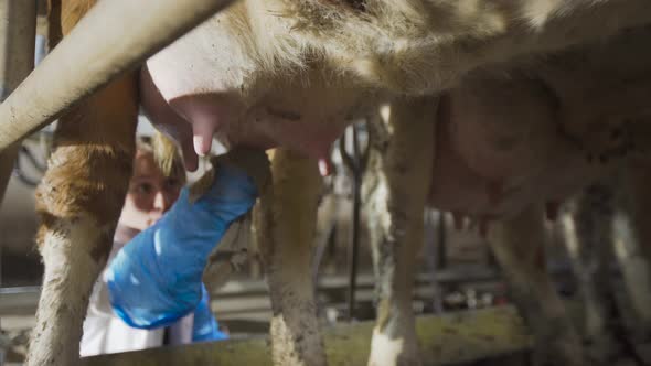 Udder cleaning for cow milking. Farmer at the milking unit. alt