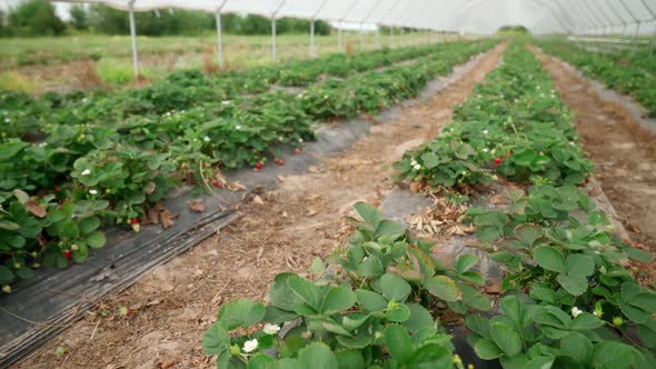 Fresh Strawberry Plant in Greenhouse alt