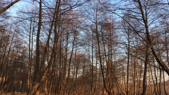 Walking on a forest road, early spring season, with beautiful light coming from sunset alt