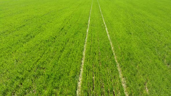 Drone View of a Field of Winter Wheat