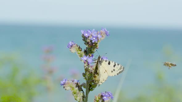 Flying butterflies around the purple flowers on the beach area
