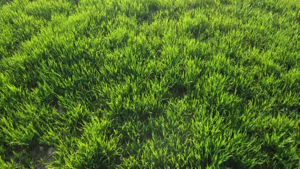 Aerial View on Green Wheat Field in Countryside alt