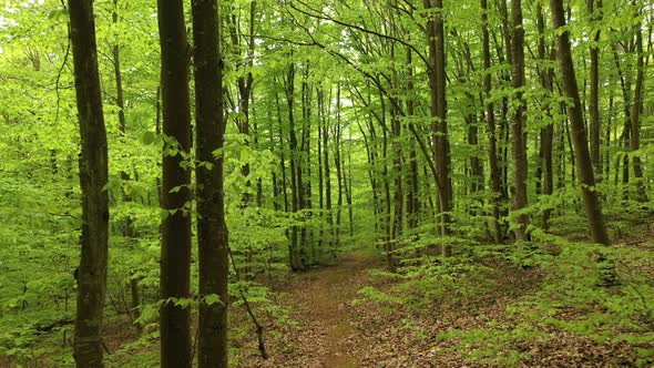 Forest in Summer