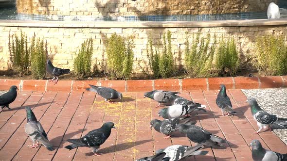 Animal Bird Pigeons alt