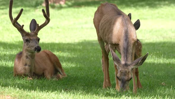 Mule deer buck sitting in grass as fawn looks at him alt