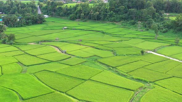 Aerial view drone flying over of agriculture in paddy rice fields for cultivation