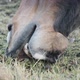 Horse Eating - VideoHive Item for Sale