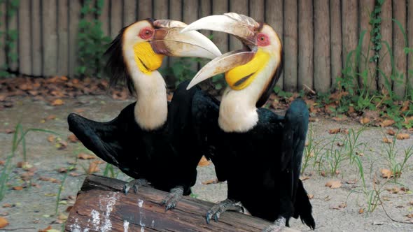 Pair of Wreathed Hornbill Scientific Name Rhyticeros Undulatus Birds at Zoo alt