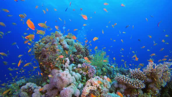 Tropical Underwater View alt