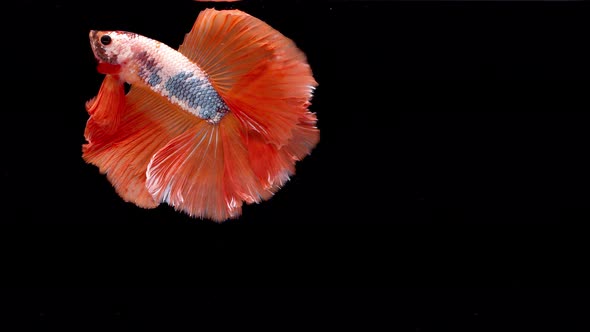 Slow motion of Siamese fighting fish (Betta splendens), well known name is Plakat Thai alt