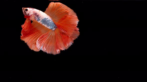 Slow motion of Siamese fighting fish (Betta splendens), well known name is Plakat Thai
