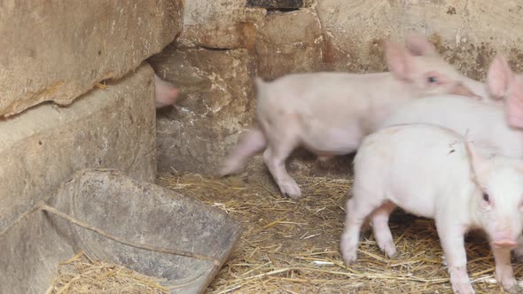 A Lot of Little Pink Piglets Running Around the Farm