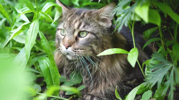 Big Gray Cat Sitting in the Garden Bush alt