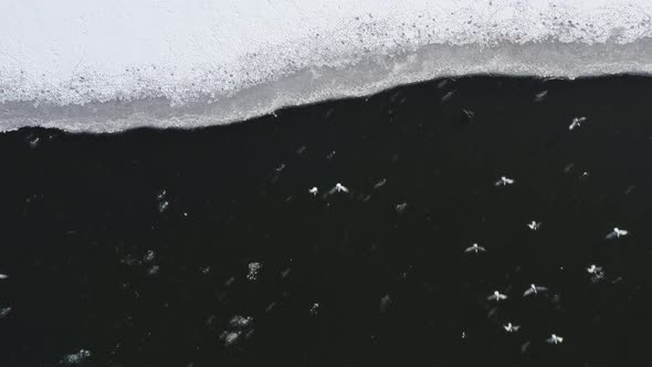 Flock Of Birds Fly From The Arctic Landscape Of Bird Island. ascending drone shot alt