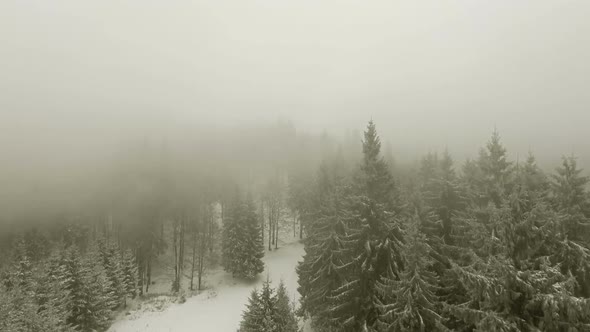 Winter Forest Through Clouds alt