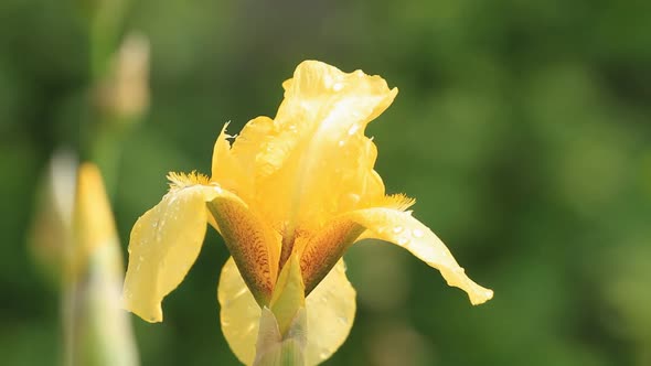 Yellow Iris Flower In Dew Drops