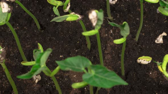 Green Beans Growing on Black Background alt