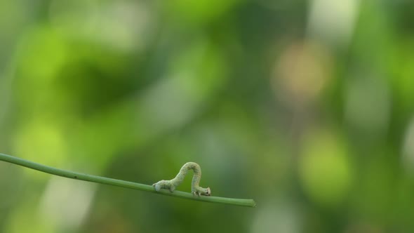 Caterpillar on Green Stalk