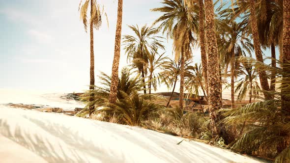 Inside View of the Oasis in Tunisia alt