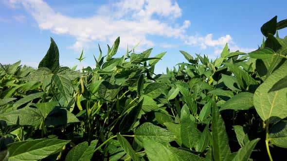 Soybean field in the sunshine with blue sky alt