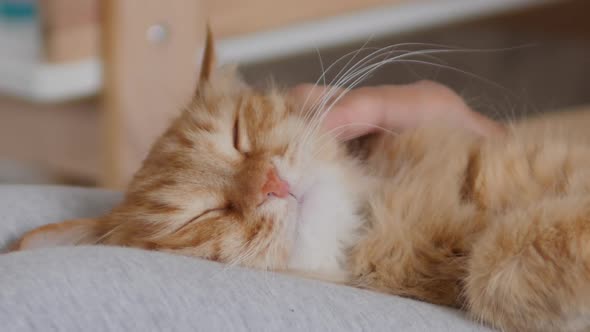 Woman Is Stroking Cute Ginger Cat on Her Knees. Fluffy Pet Purring with Pleasure. Cozy Home. alt