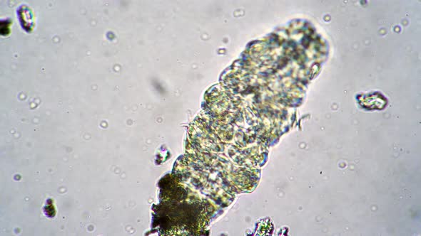 Big Tardigrade Moves Its Paws and Swims in Water Close Up Under a Microscope alt