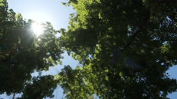 Slow Cinematic Movement Through a Forest in Beautiful Morning Light alt