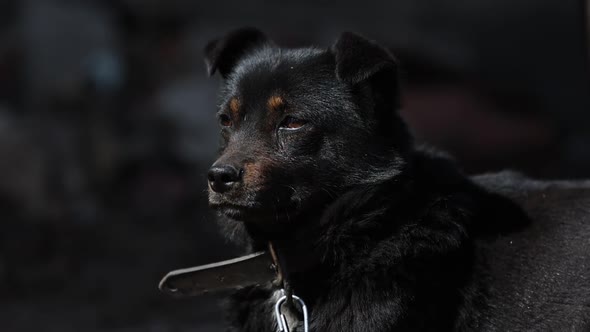 black mongrel dog chained to a chain in living conditions near her booth and food bowls looking 