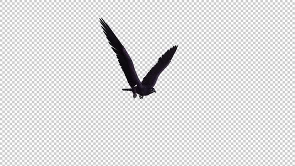 Black Eagle - Flying Loop - Side Angle