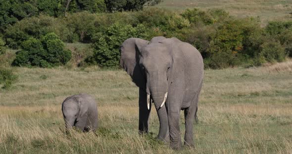 African Elephant, loxodonta africana, Mother and calf, Eating Bush, Masai Mara Park in Kenya alt