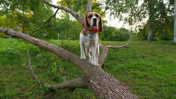 Handsome dog standing at horizontal branch of half-fallen tree, watch forward