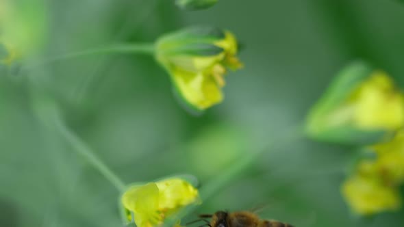 Bee on a Flower of Brassica Oleracea alt