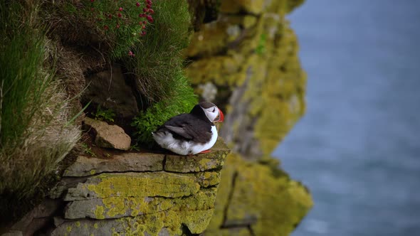 Wild Atlantic Puffin Seabird in the Auk Family in Iceland alt