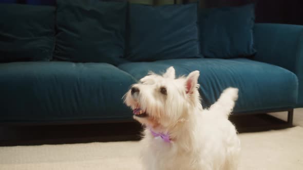 Trained Dog Standing on Back Legs West Highland White Terrier Wearing Purple Bow alt