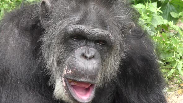 Black Chimpanzee close up looking around